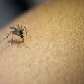 Piauí registra queda de 74% nos casos de dengue