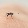 Dengue, Zika e Chikungunya apresentam redução de notificações