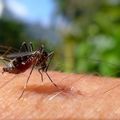 Piauí mantém índice satisfatório de incidência de dengue, com redução de 33% dos casos em 2024