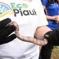 Semarh devolve mais de 40 animais silvestre ao seu habitat natural