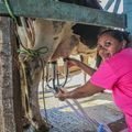 SAF reúne produtores do Território dos Cocais para a retomada do programa PAA Leite