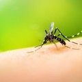 Dengue: nota técnica orienta sobre triagem para doação de sangue