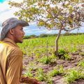 Agricultores de mais 30 municípios do Piauí serão beneficiados com pagamento do Garantia Safra