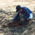 Projeto da Agespisa planta árvores na estação de tratamento de esgoto em Picos