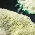Conab vai doar sementes de arroz para agricultores familiares do RS