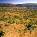 Piauí reduz 10% do desmatamento no Cerrado e amplia fiscalização em 237%