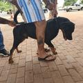 Prefeitura de Teresina supera 12 mil animais vacinados contra a raiva, nas zonas rural Norte e Leste