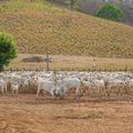 Mercado bovino do Piauí cresce 24% com status de área livre de febre aftosa sem vacinação