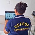 Sada e Adapi implementam pagamento via Pix e cartão de crédito para boletos emitidos pelo Sidapi