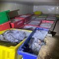 Polícia Militar apreende 8 toneladas de peixes transportados ilegalmente no Piauí