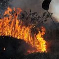 Ibama multa 242 pessoas por incêndios criminosos em 2024