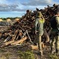 Fiscalização da Semarh identifica irregularidades em carvoarias e áreas de manejo no sul do Piauí