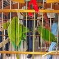 Semarh acolhe e recupera animais silvestres resgatados no Piauí