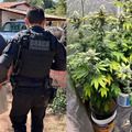 DRACO deflagra operação para desarticular organização criminosa em Pedro II