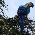 Ministério escolhe consultoria para impulsionar turismo de observação de aves
