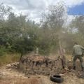 Semarh promove maior operação da década no combate a fornos ilegais de carvão no Piauí