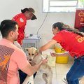 Em apenas uma semana, mais de 100 animais são castrados em Teresina e Picos com apoio da Semarh