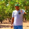 SAF incentiva produção de caju e garante maior renda a agricultores familiares no Piauí