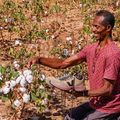 Algodão orgânico do Piauí vira matéria-prima de marca francesa de tênis