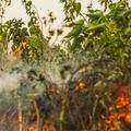 Brasil registra queda de 56,8% nos focos de calor e 61% nas áreas queimadas em julho