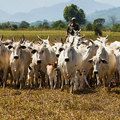Abate de animais, produção de ovos e aquisição de leite crescem no 2º trimestre
