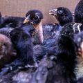 SAF apoia famílias com projetos de avicultura de galinhas canela-preta