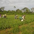 Programa AgroAmigo oferece R$ 1 bilhão em microcrédito