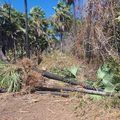 Piauí tem queda histórica no desmatamento Ilegal e se destaca na preservação ambiental