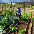 Sada realiza acompanhamento técnico de horta comunitária em Teresina