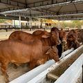 Expoagro Piripiri chega à 7ª edição com apoio do Governo do Piauí