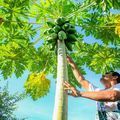 Projeto Pilares II investe R\$ 250 mi na agricultura familiar em seis territórios do Piauí