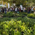 Piauí: onde cada árvore plantada aponta para o futuro