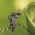 Pesquisa avalia como vírus da chikungunya afeta crianças e adolescentes