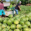SAF entrega 2,5 toneladas de melancia para beneficiários do Bolsa Família em Alto Longá