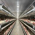 Investe Piauí impulsiona agroindústria e fortalece produção de soja, milho e ovos no Cerrado